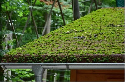 The Importance of Regular Roof Cleaning